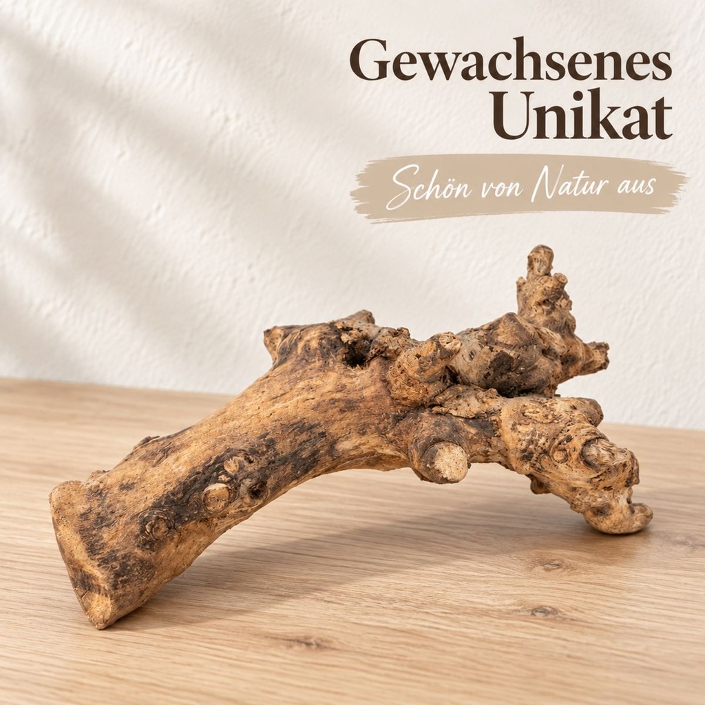 Kuwa Deko-Wurzel, Natur (Morus) – in einer zweiten Verwendung