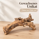 Kuwa Deko-Wurzel, Natur (Morus) – in einer zweiten Verwendung