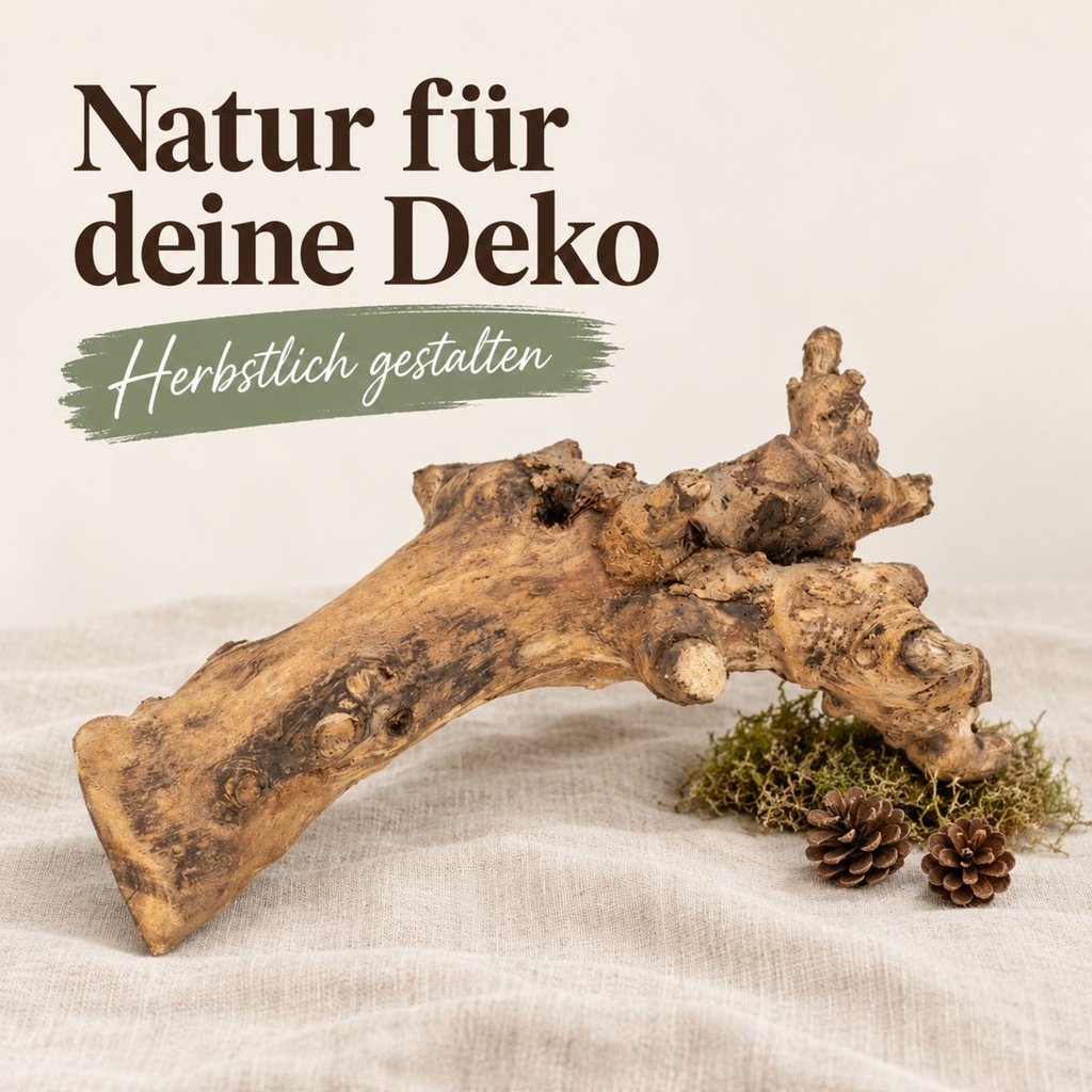 Kuwa Deko-Wurzel, Natur (Morus) – im Einsatz