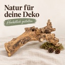 Kuwa Deko-Wurzel, Natur (Morus) – im Einsatz