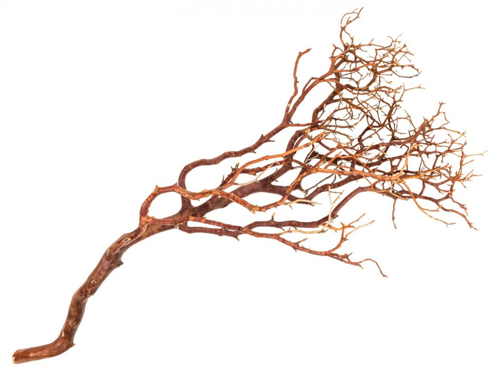 Manzanita Baum natur ca. 90cm hoch 2