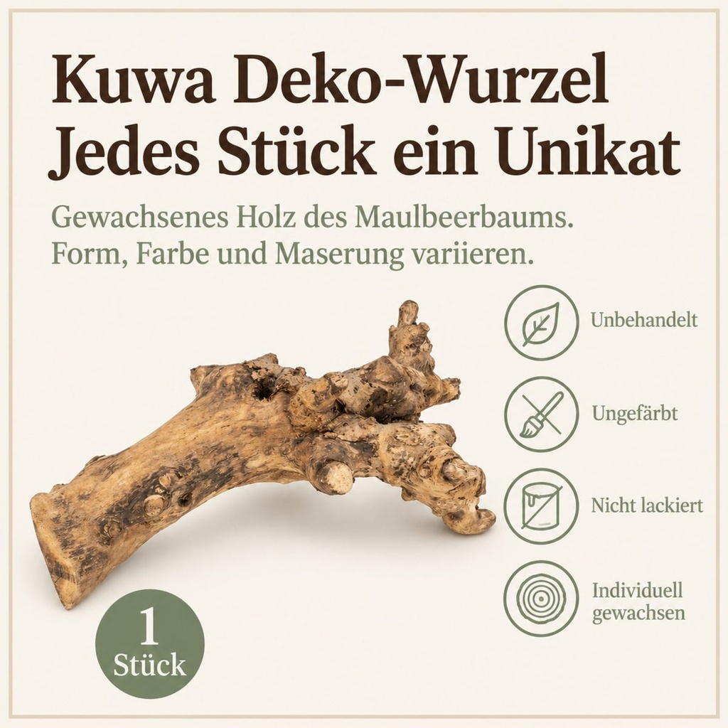 Kuwa Deko-Wurzel, Natur (Morus) – Eigenschaften im Überblick