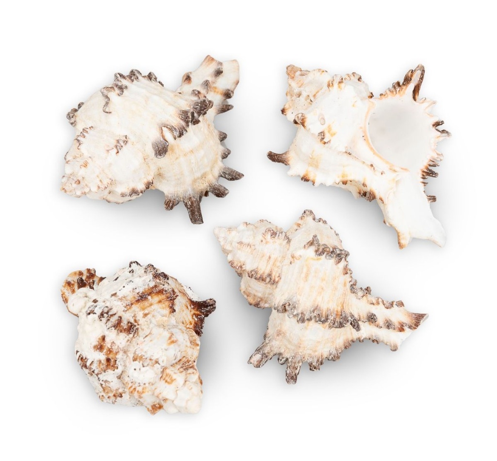 2680-Murex-endivia--1-kg--ca--4-10cm--ca--35-45-Stk----Endivienschnecke_2.jpg