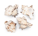 2680-Murex-endivia--1-kg--ca--4-10cm--ca--35-45-Stk----Endivienschnecke_2.jpg