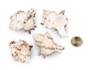2680-Murex-endivia--1-kg--ca--4-10cm--ca--35-45-Stk----Endivienschnecke_3.jpg