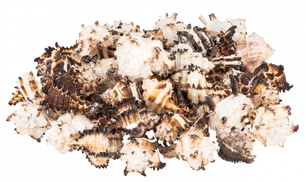 2680-Murex-endivia-deko-Schnecken-und-Muscheln.jpg