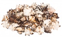 2680-Murex-endivia-deko-Schnecken-und-Muscheln.jpg
