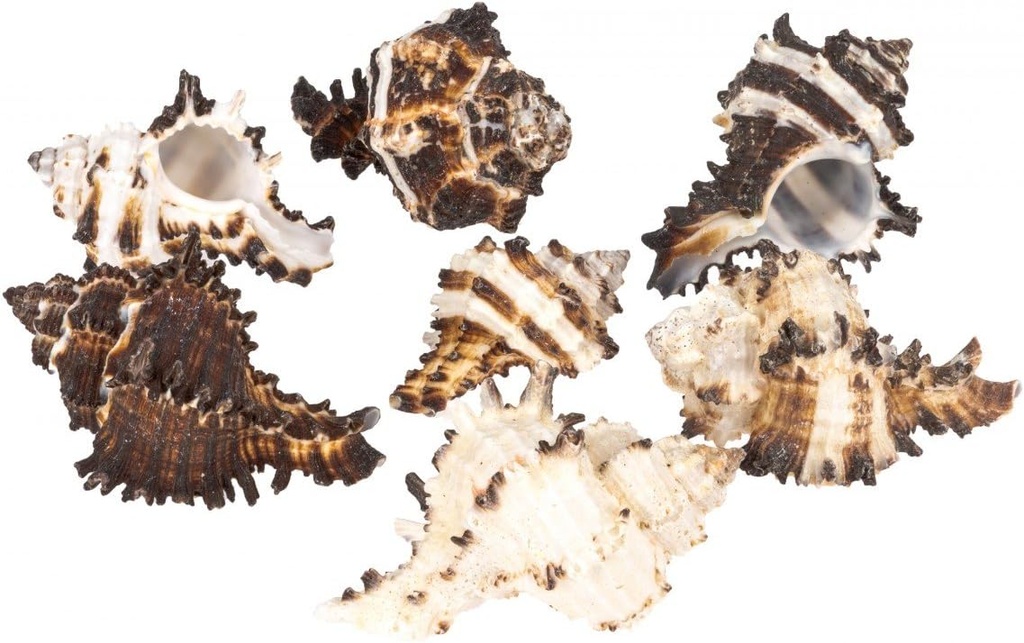 2680-Murex-endivia--Packung-mit-1kg--Groesse-ca--4-10cm---Endivienschnecke.jpg