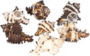 2680-Murex-endivia--Packung-mit-1kg--Groesse-ca--4-10cm---Endivienschnecke.jpg