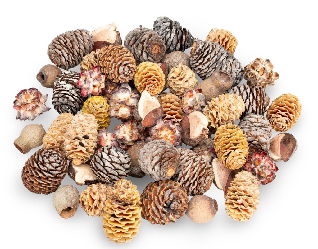2755-Dekozapfen-Mix-aus-Suedafrika--verpackt-mit-0-5-kg--Groesse-ca--2-4cm-ca--60-80-einzelne-Naturzapfen---Tannenzapfen_5.jpg