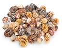 2755-Dekozapfen-Mix-aus-Suedafrika--verpackt-mit-0-5-kg--Groesse-ca--2-4cm-ca--60-80-einzelne-Naturzapfen---Tannenzapfen_5.jpg