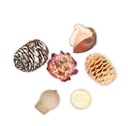 2755-Dekozapfen-Mix-aus-Suedafrika--verpackt-mit-0-5-kg--Groesse-ca--2-4cm-ca--60-80-einzelne-Naturzapfen---Tannenzapfen_2.jpg