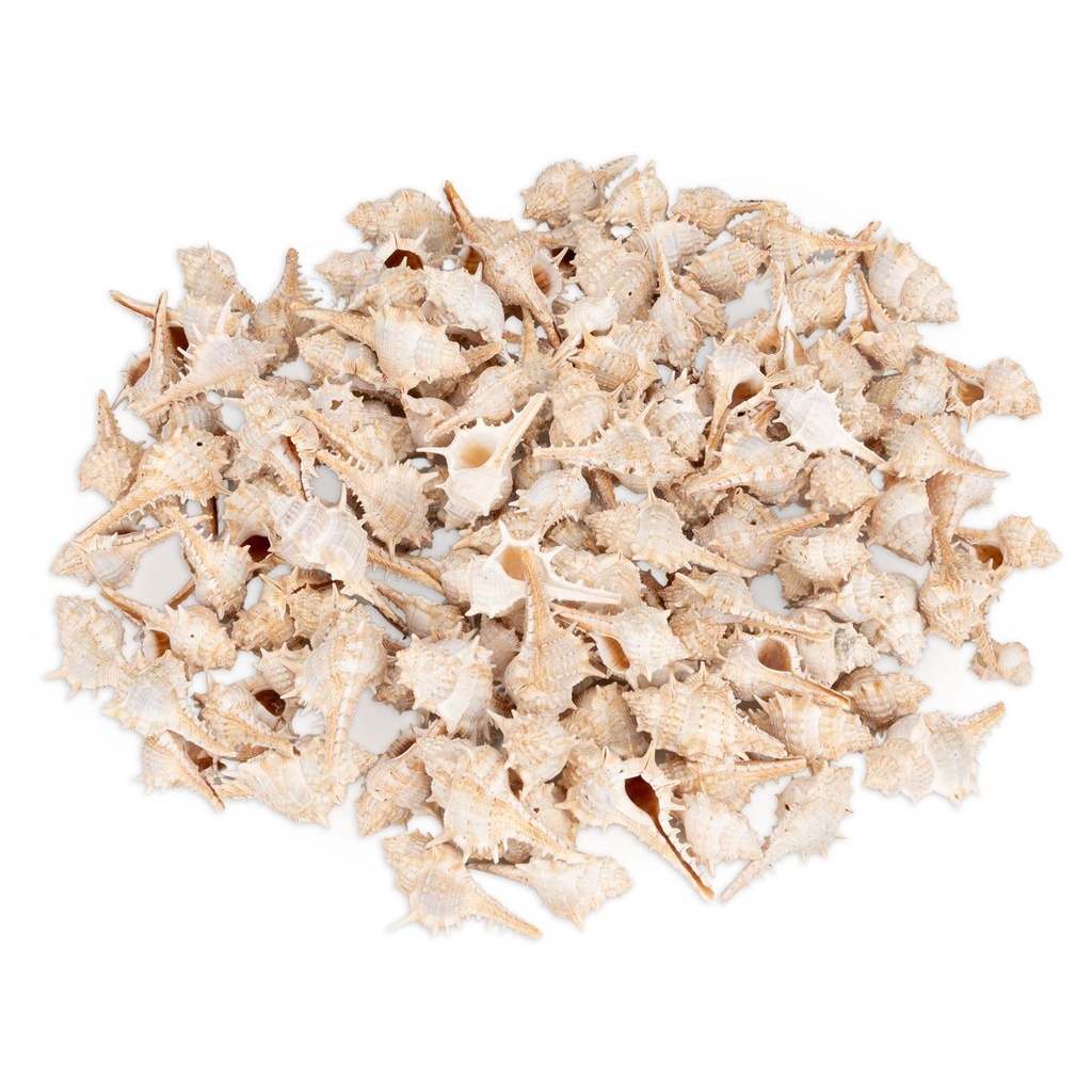 2808-Murex-trapa-1-kg-3-7-cm-kleine-Stachelschnecken-Schneckenhaeuser-Deko-maritim.jpg