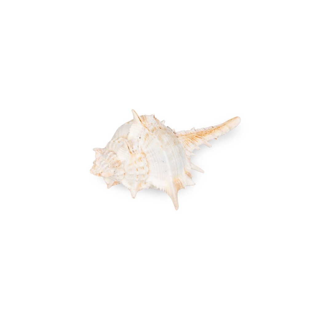 2808-Murex-trapa-1-kg-3-7-cm-kleine-Stachelschnecken-Schneckenhaeuser-Deko-maritim_3.jpg
