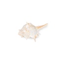2808-Murex-trapa-1-kg-3-7-cm-kleine-Stachelschnecken-Schneckenhaeuser-Deko-maritim_3.jpg