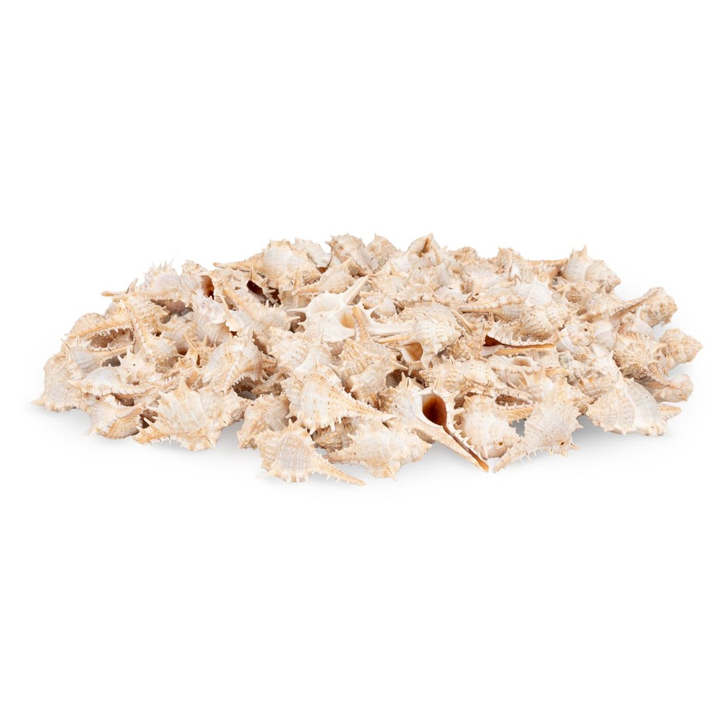 2808-Murex-trapa-1-kg-3-7-cm-kleine-Stachelschnecken-Schneckenhaeuser-Deko-maritim_2.jpg