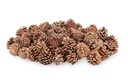 Bergkiefer-Zapfen, Größe ca. 3-5cm, Gewi 2