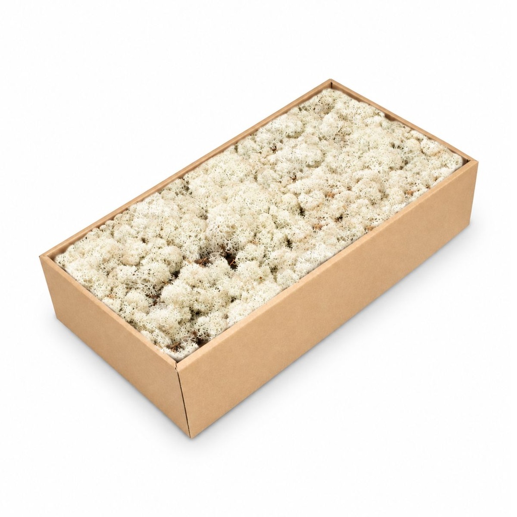 Islandmoos Natur, Natur, 500 g – Produktfoto auf weißem Hintergrund