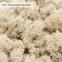 Islandmoos Natur, Natur, 500 g – Nahaufnahme der Oberfläche