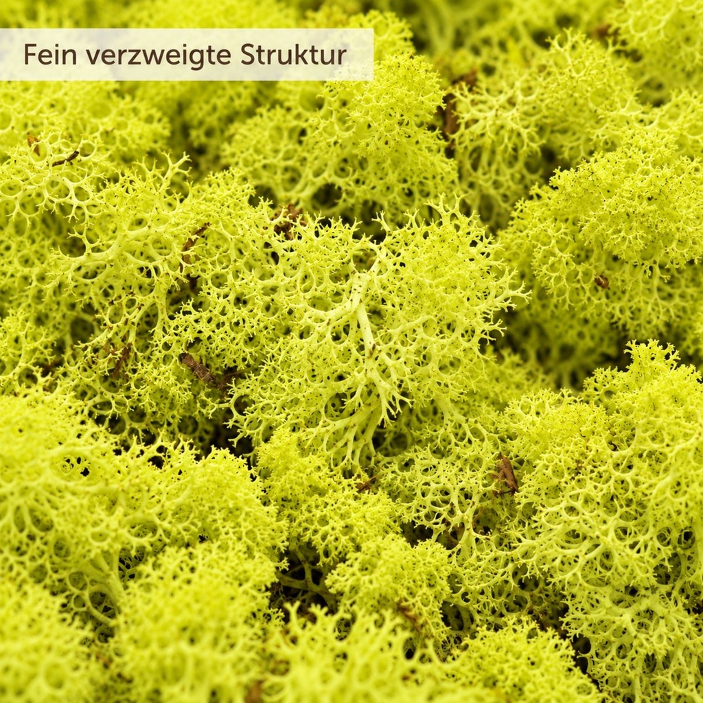 Islandmoos Apfelgrün, Apfelgrün, 500 g – Nahaufnahme der Oberfläche