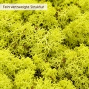 Islandmoos Apfelgrün, Apfelgrün, 500 g – Nahaufnahme der Oberfläche