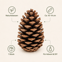 Pinus maritima 1 Stk. 10-14 cm Pinus pin 3