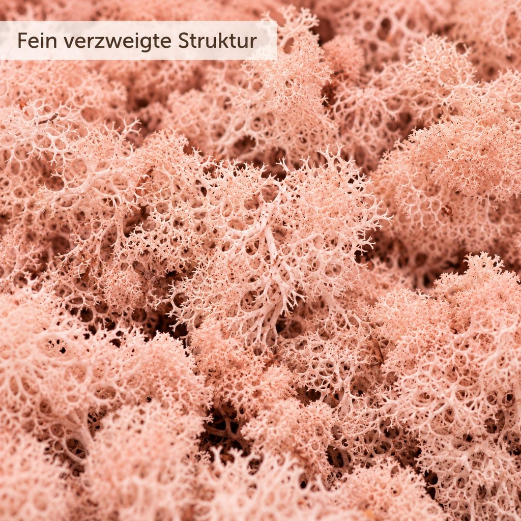Islandmoos Pink, Pink, 500 g – Nahaufnahme der Oberfläche