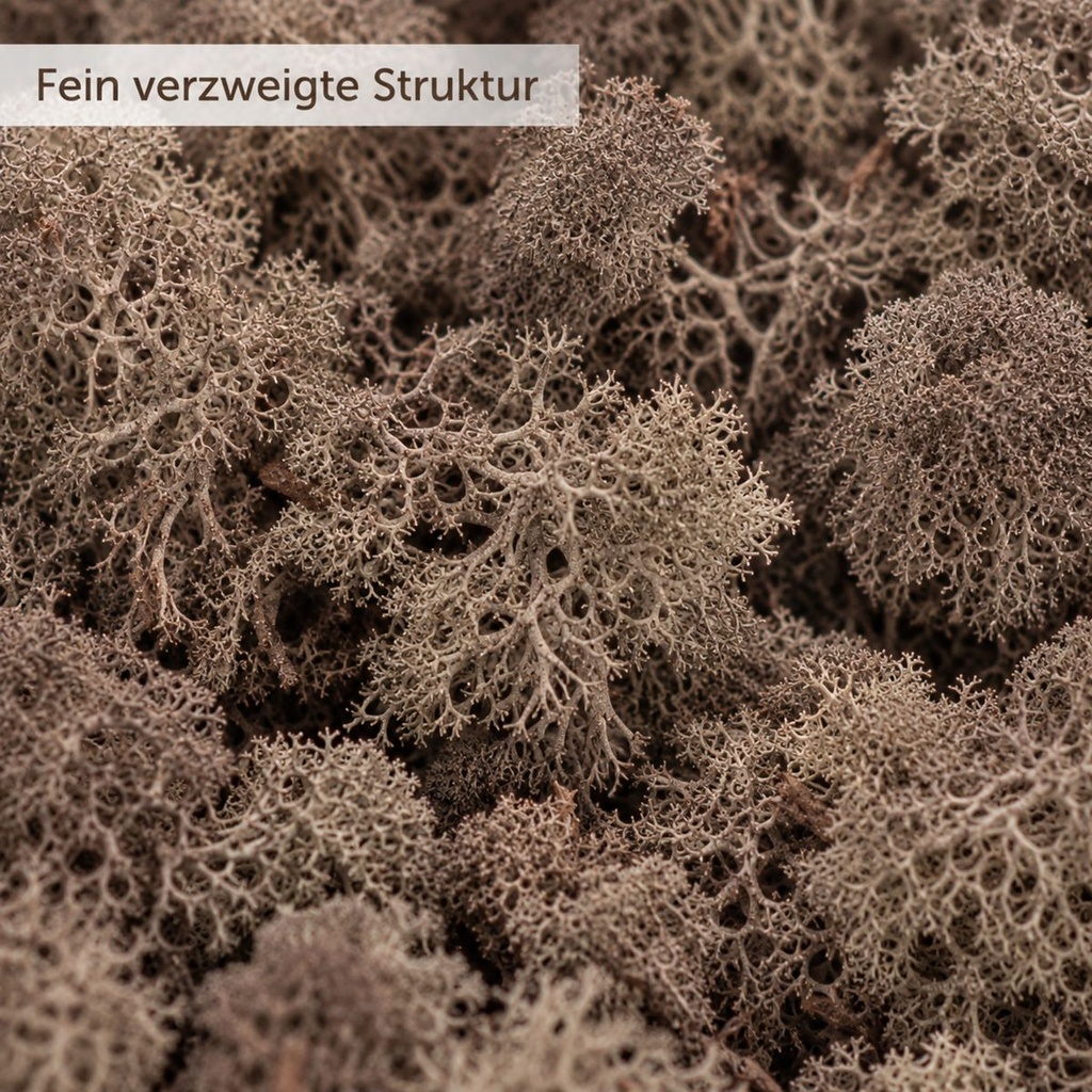 Islandmoos Braun, Braun, 500 g – Nahaufnahme der Oberfläche