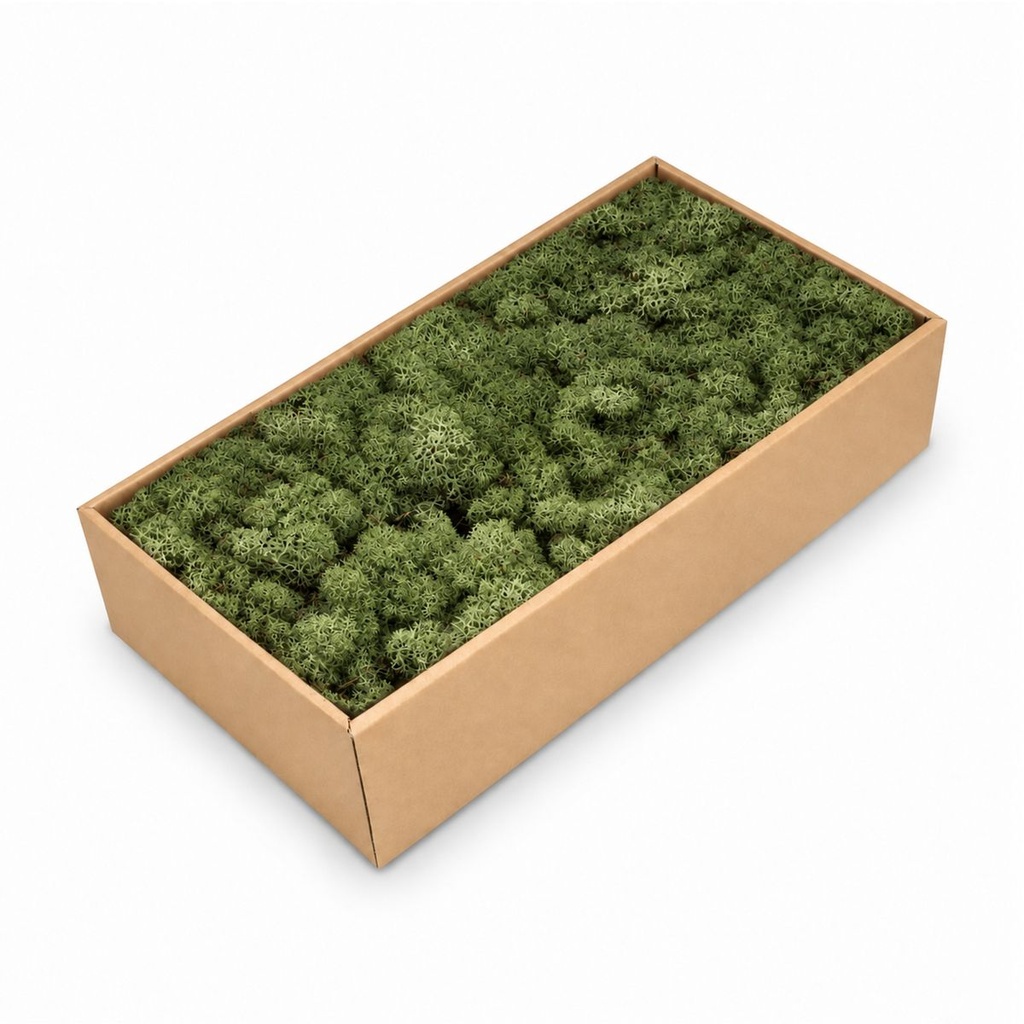 Islandmoos Moosgrün, Moosgrün, 500 g – Produktfoto auf weißem Hintergrund