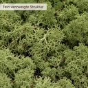 Islandmoos Moosgrün, Moosgrün, 500 g – Nahaufnahme der Oberfläche