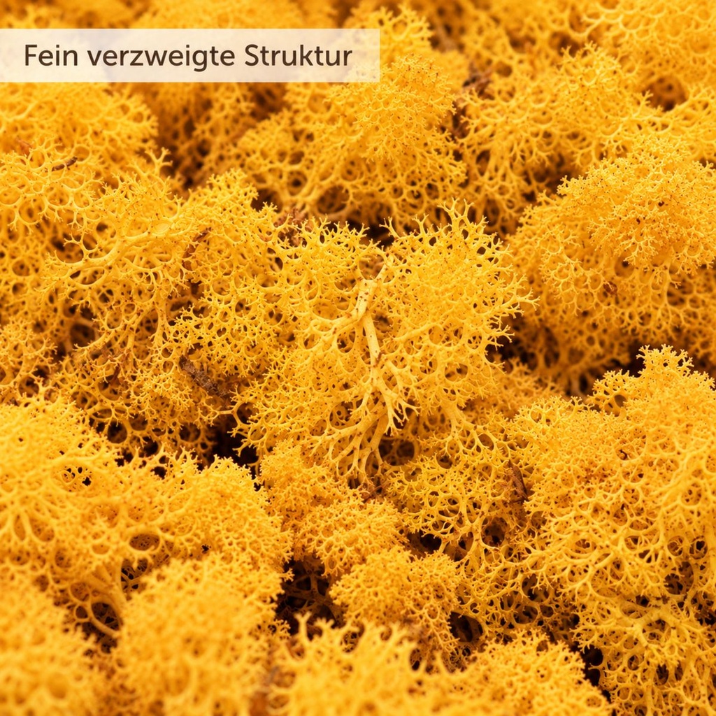 Islandmoos Orange, Orange, 500 g – Nahaufnahme der Oberfläche