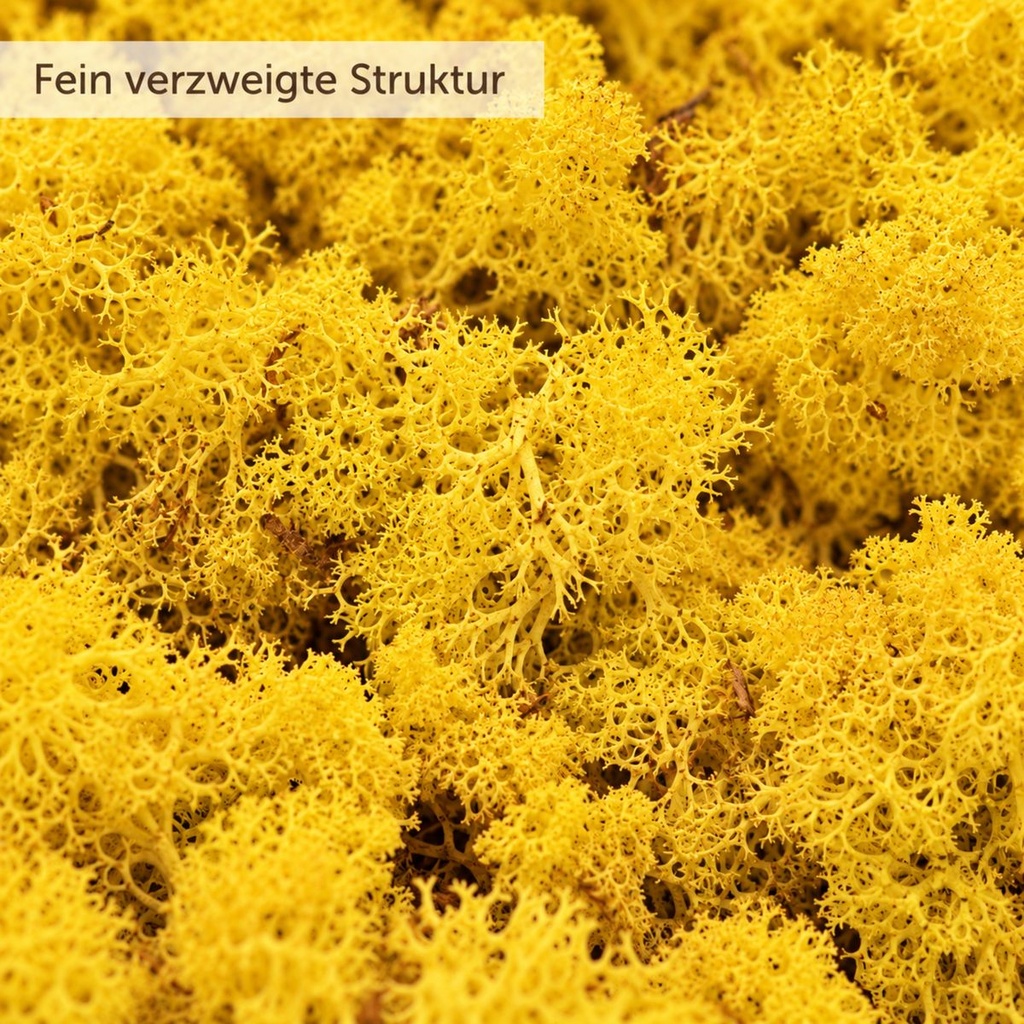 Islandmoos Gelb, Gelb, 500 g – Nahaufnahme der Oberfläche
