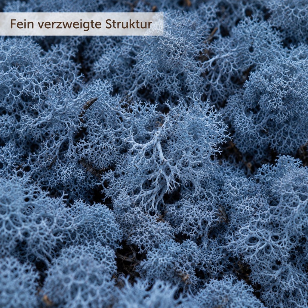 Islandmoos Blau, Blau, 500 g – Nahaufnahme der Oberfläche