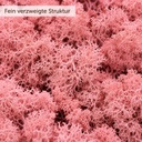 Islandmoos Fuchsia, Fuchsia, 500 g – Nahaufnahme der Oberfläche