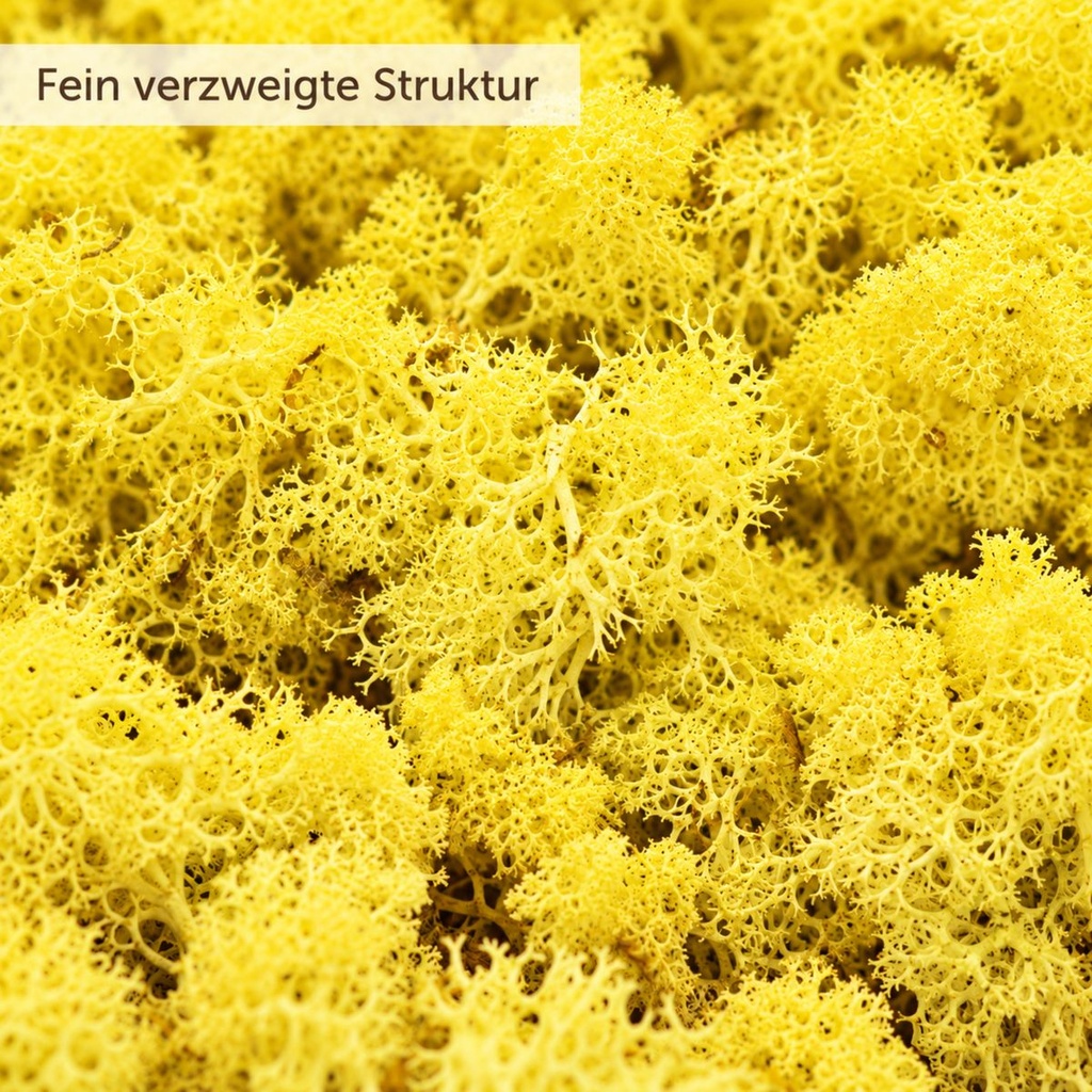 Islandmoos Zitronengelb, Zitronengelb, 500 g – Nahaufnahme der Oberfläche