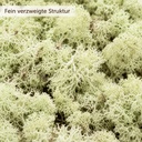 Islandmoos Mintgrün, Mintgrün, 500 g – Nahaufnahme der Oberfläche
