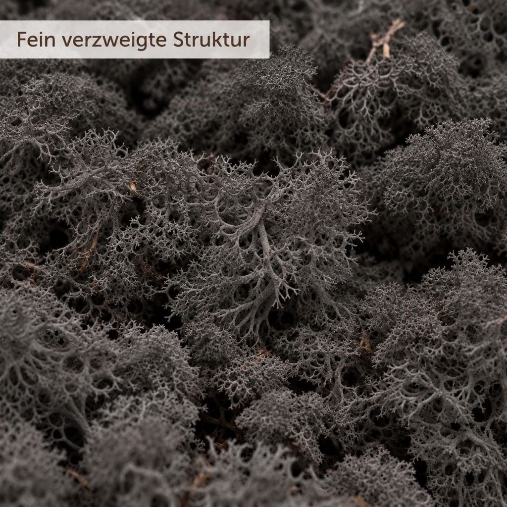 Islandmoos Schwarz, Schwarz, 500 g – Nahaufnahme der Oberfläche