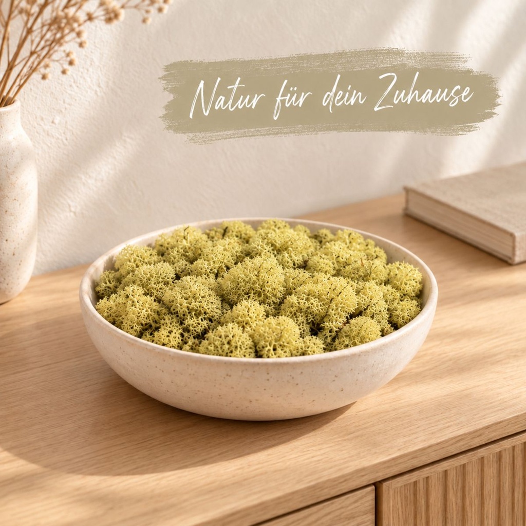 Islandmoos Kiwi, Kiwi, 500 g – dekoriert im Wohnraum