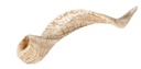Schafshorn in Natur mit einer Länge zwis 2