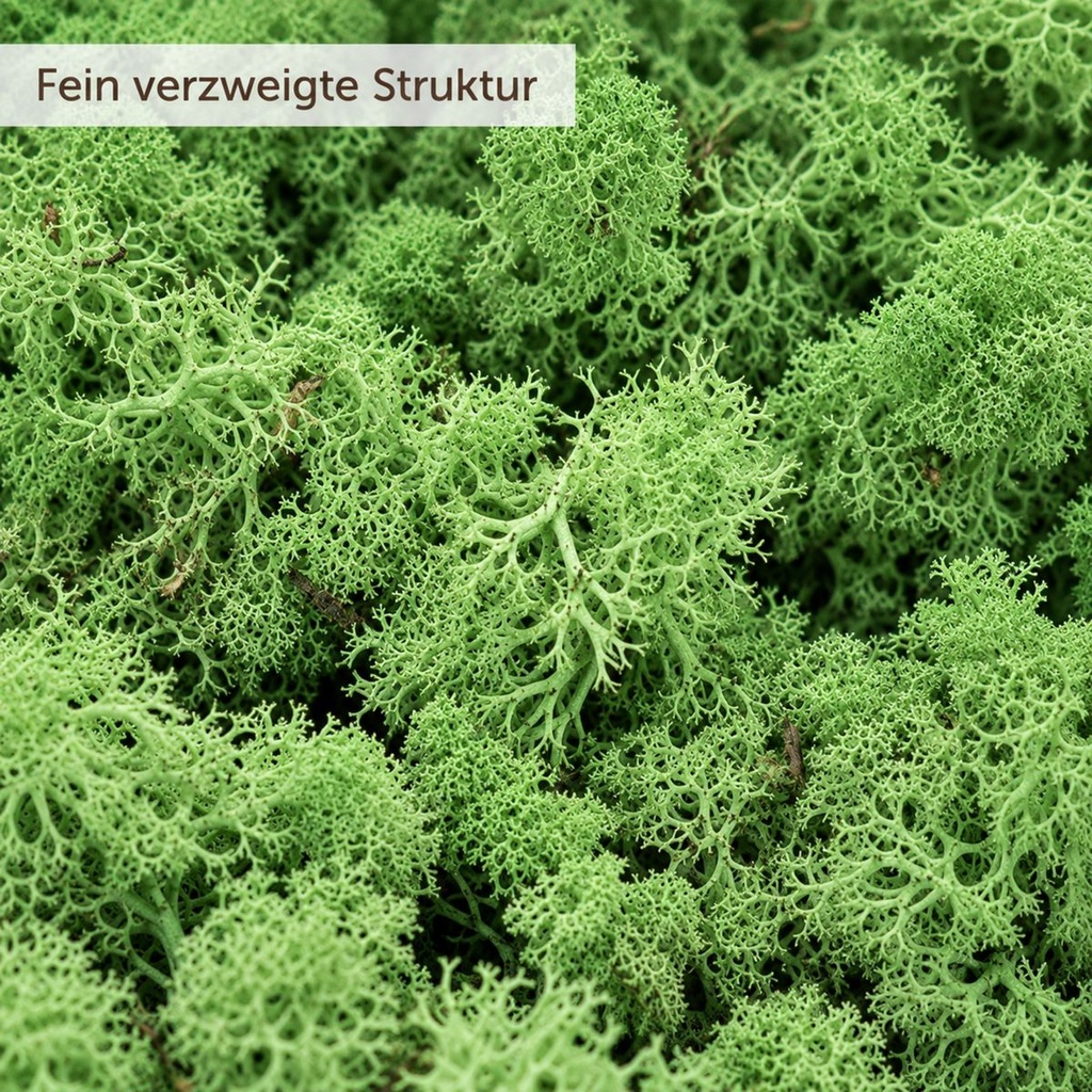 Islandmoos Grasgrün, Grasgrün, 500 g – Nahaufnahme der Oberfläche