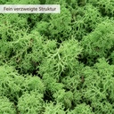 Islandmoos Grasgrün, Grasgrün, 500 g – Nahaufnahme der Oberfläche