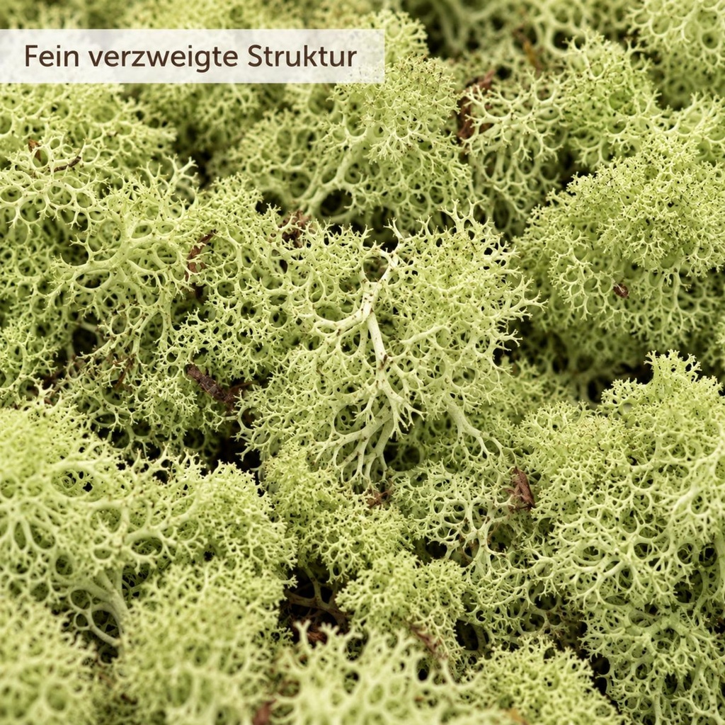 Islandmoos Mittelgrün, Mittelgrün, 500 g – Nahaufnahme der Oberfläche