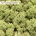Islandmoos Mittelgrün, Mittelgrün, 500 g – Nahaufnahme der Oberfläche