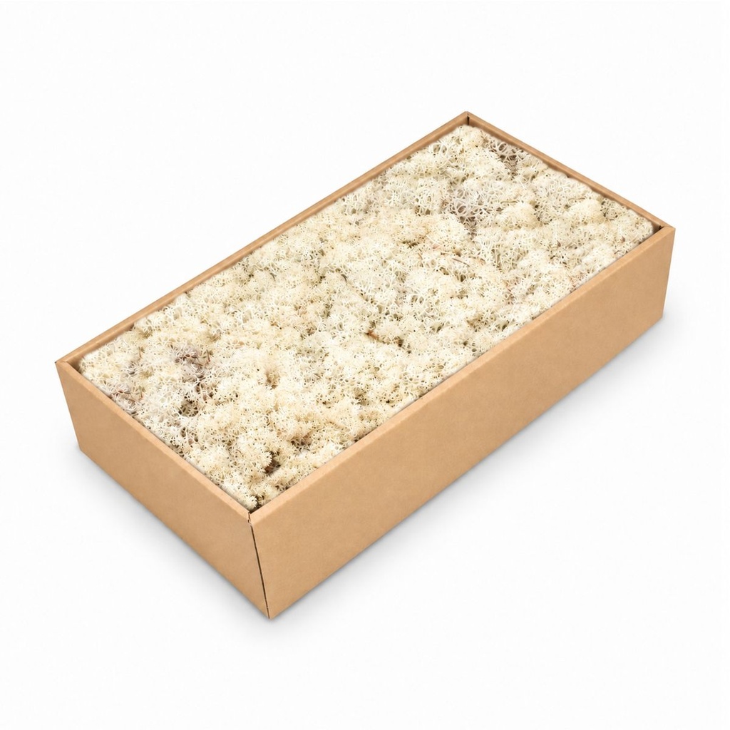 Islandmoos Misty White, Misty White, 500 g – Produktfoto auf weißem Hintergrund