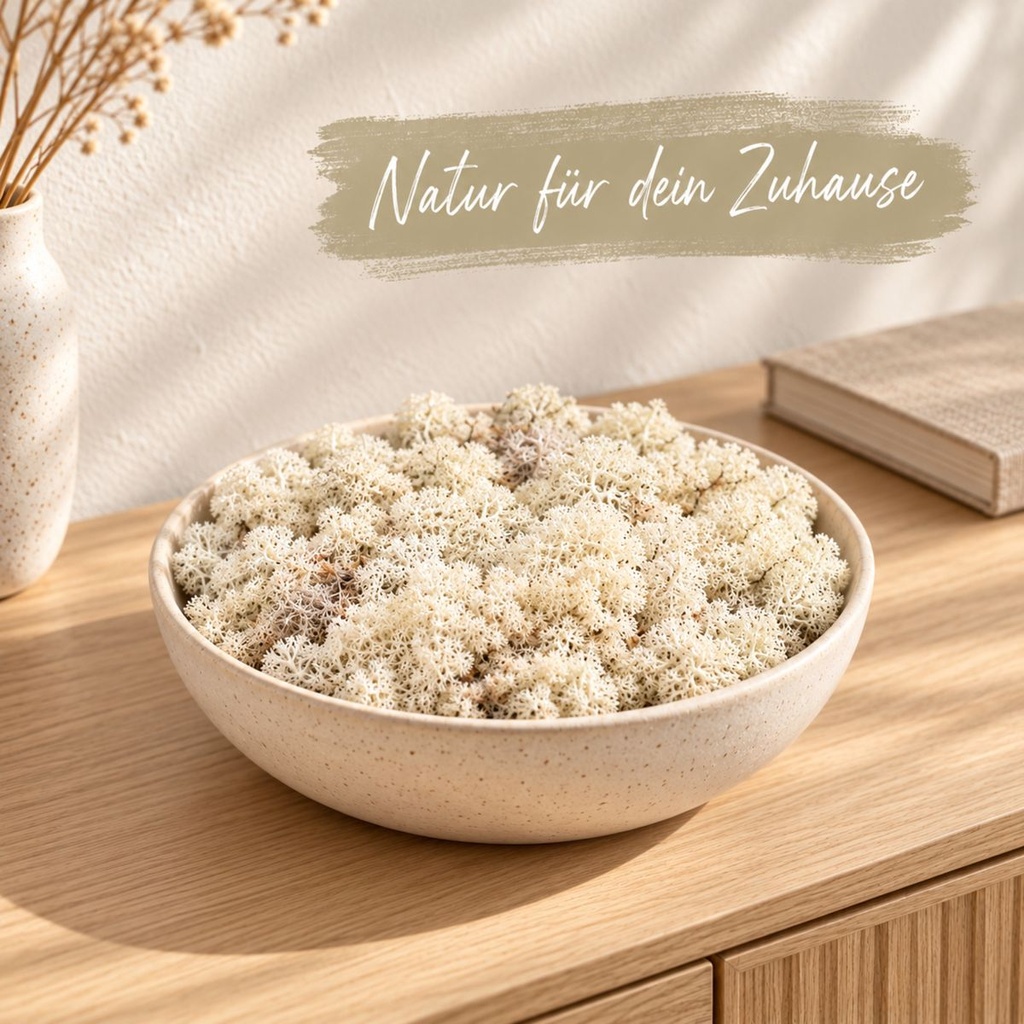 Islandmoos Misty White, Misty White, 500 g – dekoriert im Wohnraum