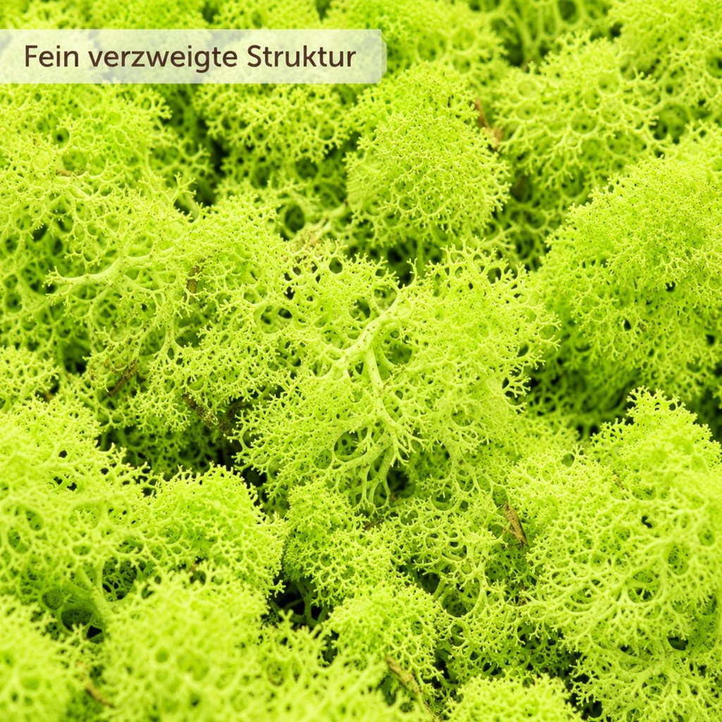 Islandmoos Grasgrün hell, Grasgrün hell, 500 g – Nahaufnahme der Oberfläche