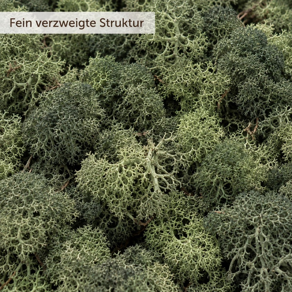 Islandmoos Tannengrün, Tannengrün, 500 g – Nahaufnahme der Oberfläche