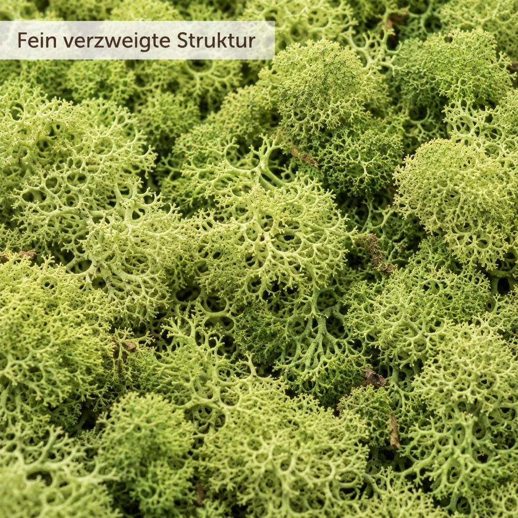 Islandmoos Waldgrün, Waldgrün, 500 g – Nahaufnahme der Oberfläche