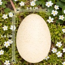 2978-Truthahneier-Deko-Natur-12-Stk-5---6-cm--Ostereier-zum-Basteln--Bemalen--Aufhaengen_2.jpg