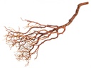 3010-Manzanita-Baum-natur-ca--90cm-hoch_1.jpg